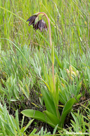 Fritillaria bicolor var. bicolor