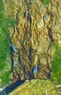 Cyprinodon nevadensis mionectes