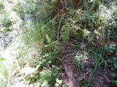 Carex cyrtostachya
