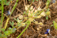 Allium drummondii