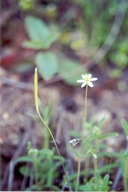 Small-flowered Meconella