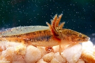 Eastern Tiger Salamander (Larvae)