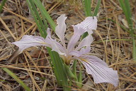 Southern Hartweg's Iris