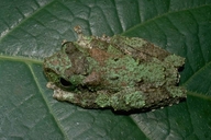 Litoria genimaculata