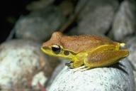 Litoria lesueurii