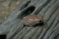 Litoria rubella