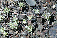 Ancistrocarphus filagineus