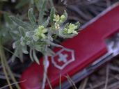 Galium californicum ssp. sierrae