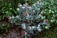 Cirsium occidentale var. compactum