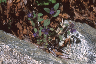 Persistentflower Phacelia