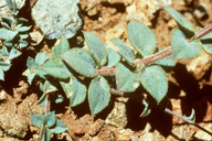 Hesperolinon drymarioides