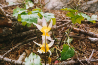 Hocket Lakes Fawn Lily