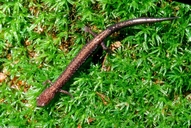 Southern Ravine Salamander