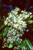 Lyonothamnus floribundus ssp. aspleniifolius
