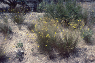 Crocanthemum suffrutescens