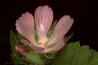 Sidalcea stipularis