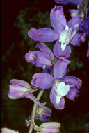 Delphinium parryi ssp. blochmaniae