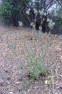 Cordylanthus rigidus ssp. rigidus