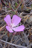 Botta's Clarkia