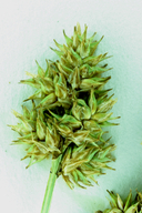 Carex pachystachya