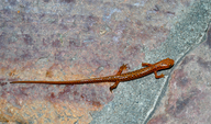 Eurycea longicauda longicauda