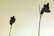 Carex raynoldsii