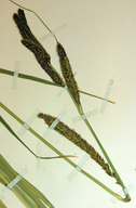 Carex schottii