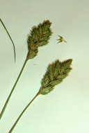 Carex specifica