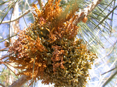 Digger Pine Dwarf Mistletoe