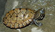Stripe-necked Musk Turtle