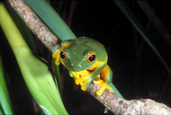 Litoria xanthomera