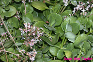 Cape Province Pygmyweed