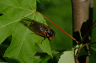 17-year Periodical Cicada