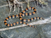 Ground Snake