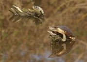 Red Tailed Slider