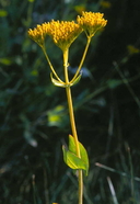 Flaveria chlorifolia