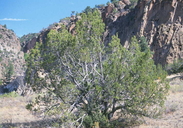 Juniperus monosperma