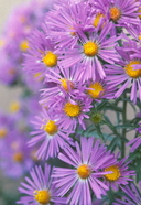 Hoary Aster