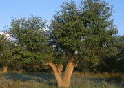 Quercus grisea