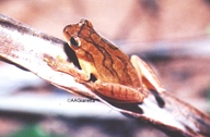 Dendropsophus minutus