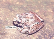 Limnomedusa macroglossa