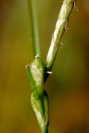 Carex multicaulis
