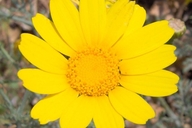 Chrysanthemum coronarium