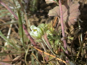 California macrophylla