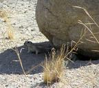 Coachella Valley Round-tailed Ground Squirrel