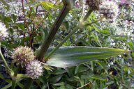 Eryngium yuccifolium
