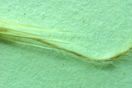Stipa nevadensis