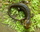 Salamandra salamandra alfredschmidti