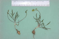Lomatium stebbinsii