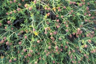 Euphorbia spinosa